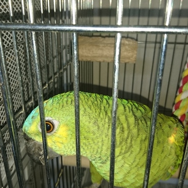 よっちゃん