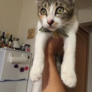 三毛猫女の子の里親募集！