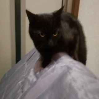 この子を助けてください