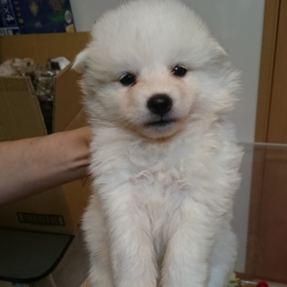 ストールちゃん♀