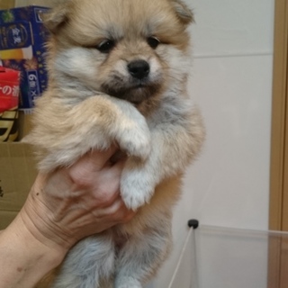 コロコロのあったかネームのニットちゃん♀