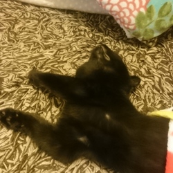 「穏やかな秋の夜長」サムネイル2