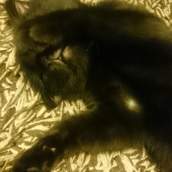 「穏やかな秋の夜長」サムネイル3