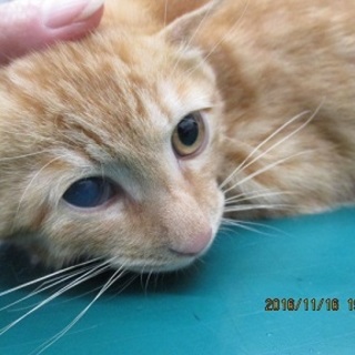 右目はこのままですが。。。性格中身で勝負です！