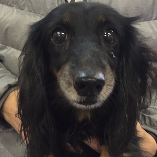 ダックス　成犬　ブラックタンの女の子です