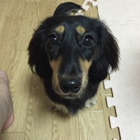 ポム