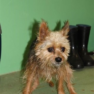 寂しい僕の家族に★賢いヨーキーＭＩＸ？性格追記2