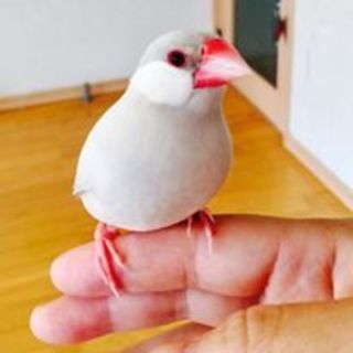 シルバー文鳥　3才　性別不明