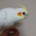 ２ヶ月のオカメインコ