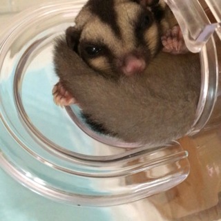 フクロモモンガ 4ヶ月メス