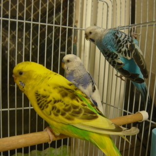 セキセイインコ（黄～黄緑色）の里親さん募集