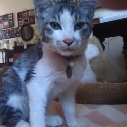 予約制譲渡会とほご猫カフェ