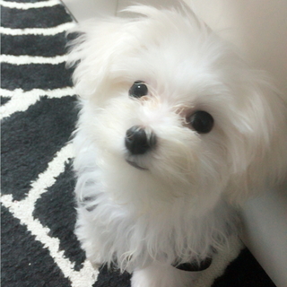 交渉中につき一時停止