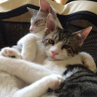 誰にでもオープンハート♡おもてなしきょうだい