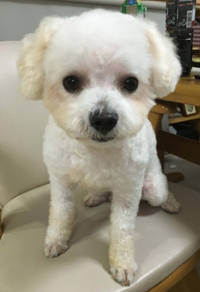 天然キャラのロッシくん 埼玉県 犬の里親募集 1369 ペットのおうち 月間利用者150万人