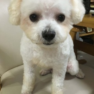 天然キャラのロッシくん