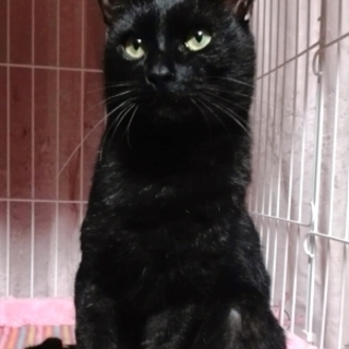 マック　甘えっこです