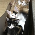 可愛い子猫がてんこ盛りです♪