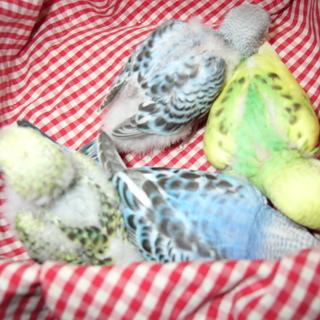 温かな里親様に感謝申し上げます。