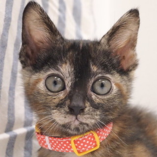 癒しのサビ猫(=^・・^=)ちくわちゃん