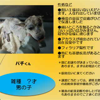 奇跡的に生還した、パチくん！