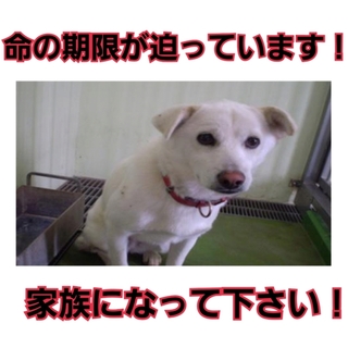 命の期限が迫っています!!家族になって下さい!