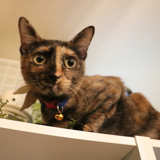 珍しい柄のサビ猫イオちゃん