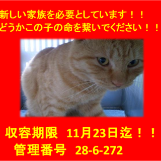 里親決定！！お迎えありがとうございました(^^♪