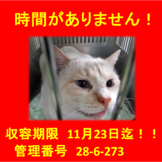 里親決定！！お迎えありがとうございました(^^♪