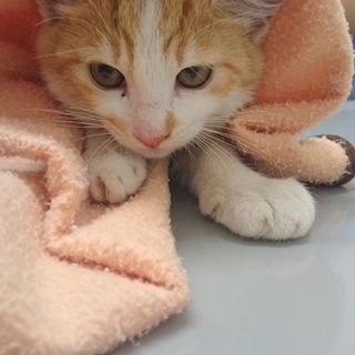 推定二ヶ月半.ｹｲ君.白茶トラのオス猫かぎ針しっぽ