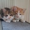 推定二ヶ月半.ｹｲ君.白茶トラのオス猫かぎ針しっぽ サムネイル3