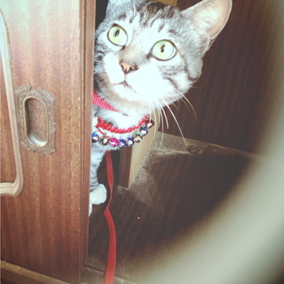 アメショmix 1歳 男の子