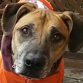 女性の相棒にピッタリ・一緒の暮らしを楽しみたい方に