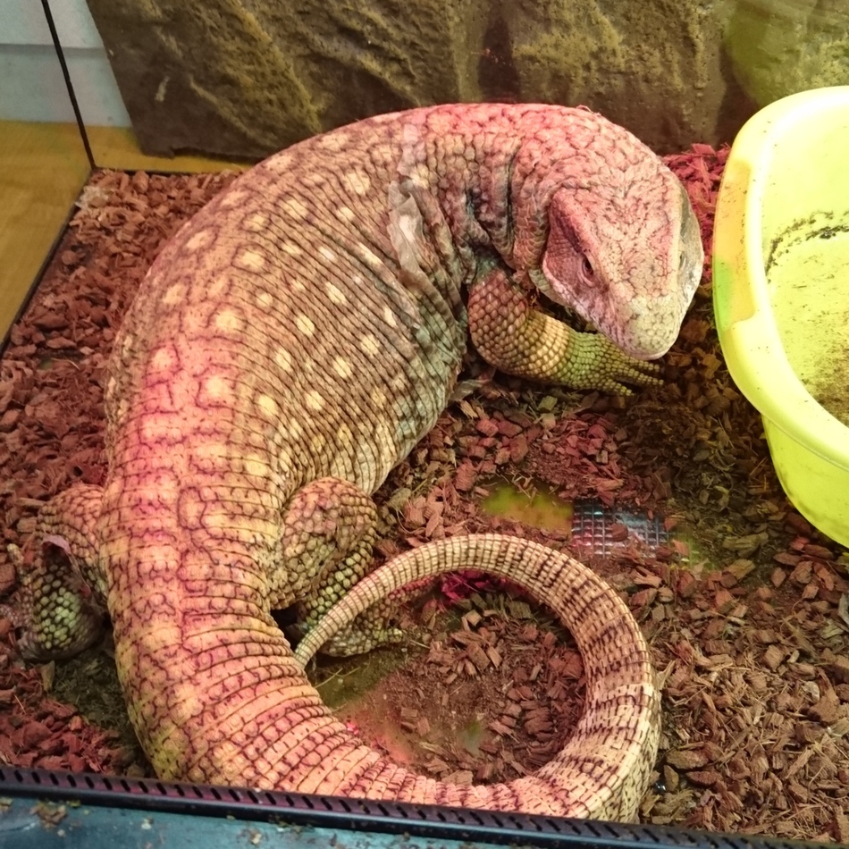 サバちゃんのカバー写真