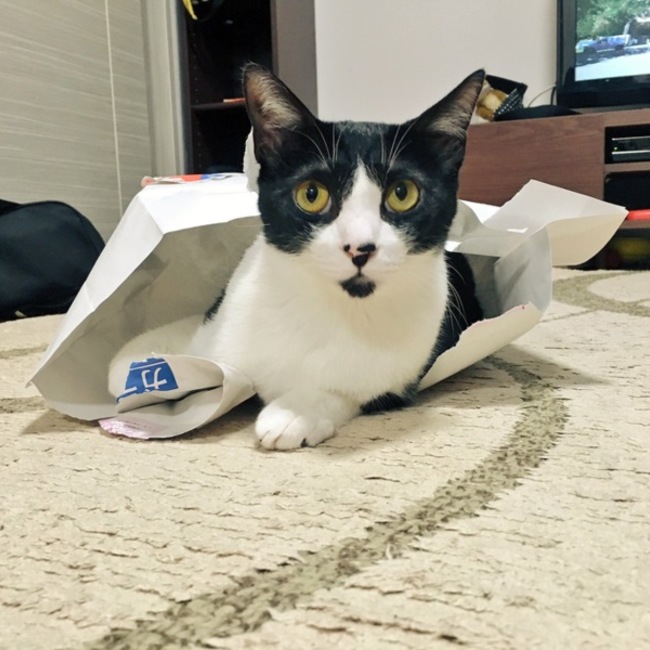 ミドリ1001のカバー写真