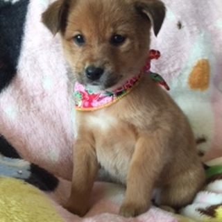 柴系の可愛い女の子