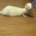 フェレットの里親募集中です