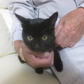 黒猫メス３ヶ月　温かい家庭に迎えられました
