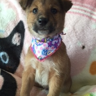 柴系仔犬の男の子