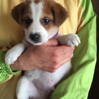 ビーグル模様の男の子