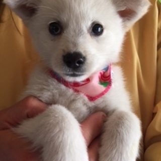 スピッツみたいな女の子