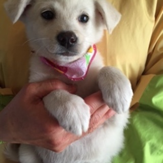 垂れ耳ラブ風の可愛い仔犬