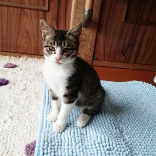 まん丸ココちゃん