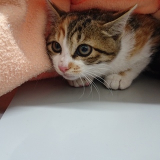 推定二ヶ月、三毛のメス猫、りんちゃん
