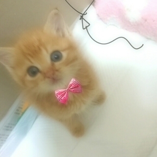 ゴロゴロ人大好き♥ とっても可愛い茶トラの女の子