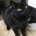 甘えん坊の黒猫モコちゃん避妊済エイズ陽性