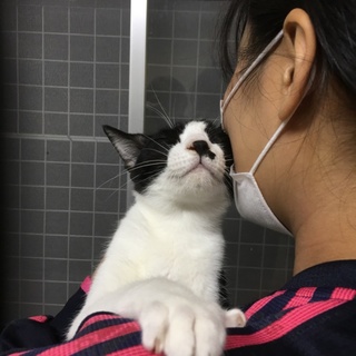 里親決定人懐っこい華ちゃん