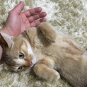 1歳半の可愛いマンチカン
