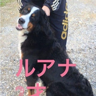 外産良血統のバーニーズ達