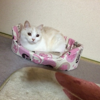 人懐っこい子です！